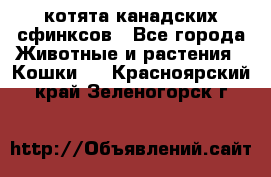 котята канадских сфинксов - Все города Животные и растения » Кошки   . Красноярский край,Зеленогорск г.